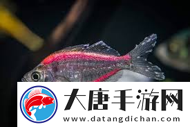探索魚之趣味核心-獨特魅力與要點解析
